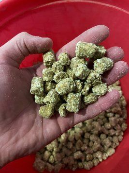 Гранула варена Тигровий горіх 0.5kg (80% тигрового горіху) 2682959390 фото